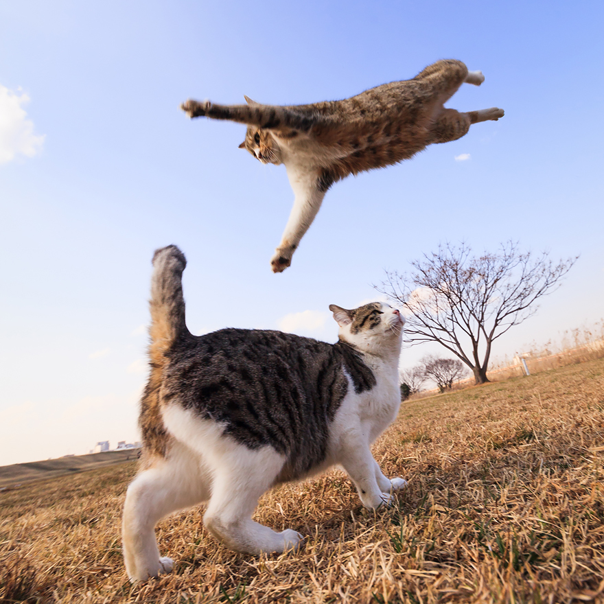 Грациозные летающие коты