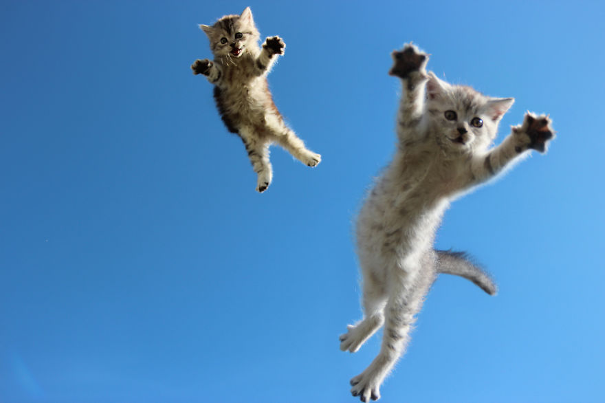 Грациозные летающие коты