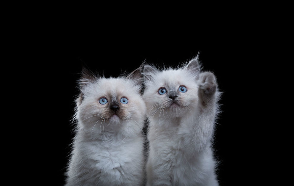 Фотограф снимает примечательные портреты котов, подчеркивающие их личность (20 фото)