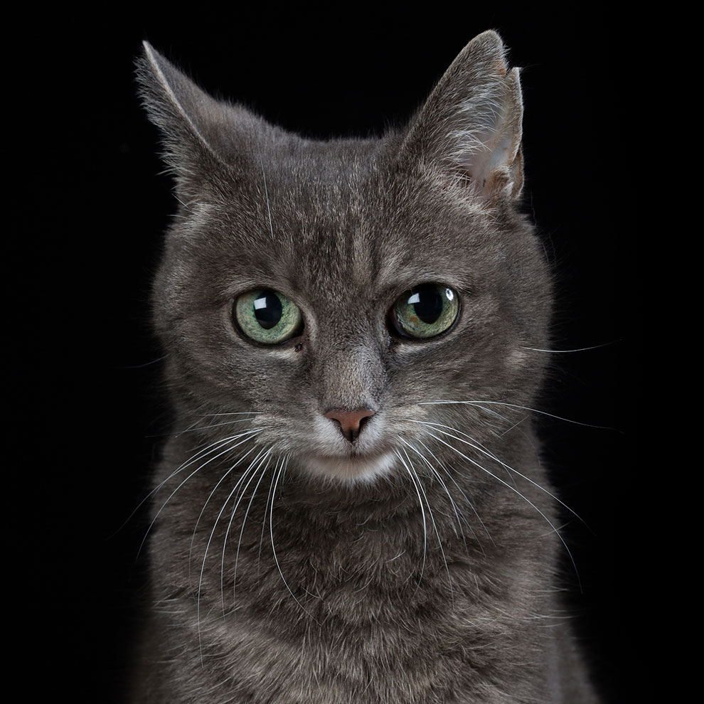 Фотограф снимает примечательные портреты котов, подчеркивающие их личность (20 фото)