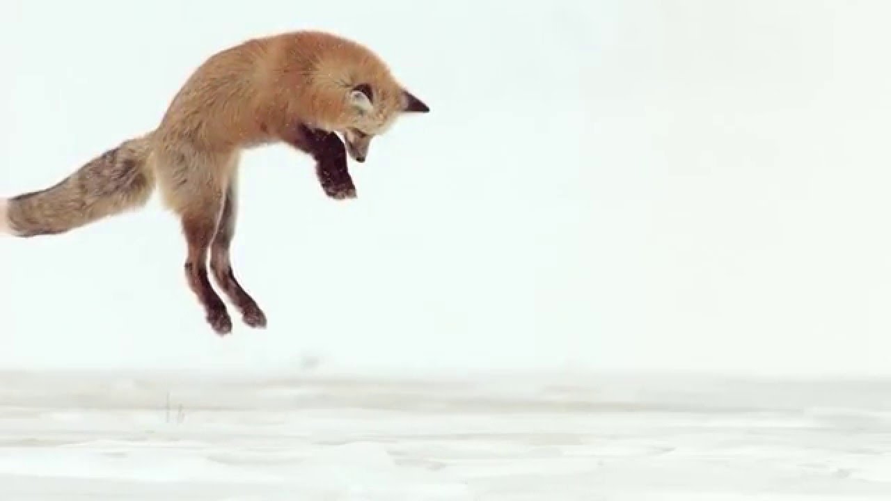 Охота дикой лисы