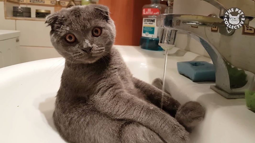 Кот принимает ванну в раковине
