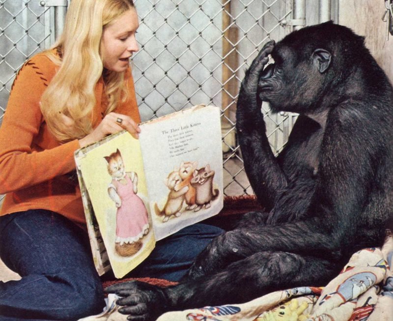 У знаменитой обезьяны Коко никогда не было своих детей. На 44-й день рождения ей подарили коробку котят… Её реакция бесподобна!