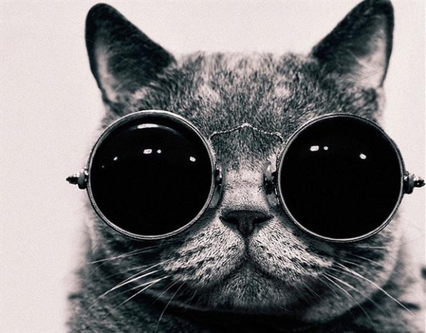 Кошатникам на заметку! 30 интересных фактов о кошках и несколько полезных советов