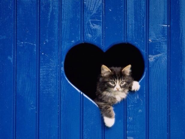 Кошатникам на заметку! 30 интересных фактов о кошках и несколько полезных советов