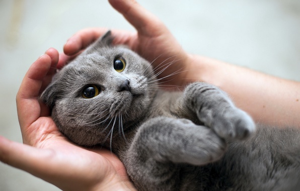 Как кошки просятся на руки
