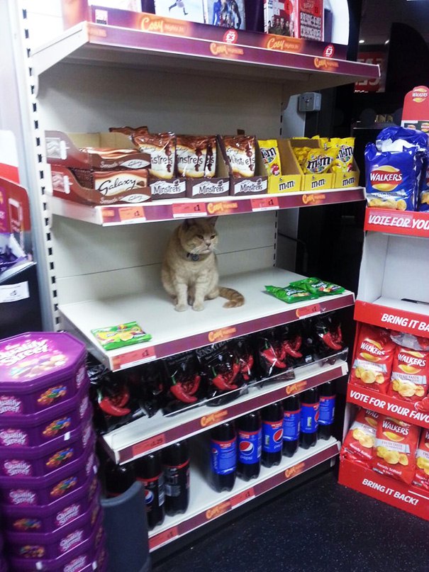 Крутой кот, который отказывается уходить из супермаркета
