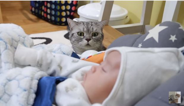 Котики знакомятся с младенцем