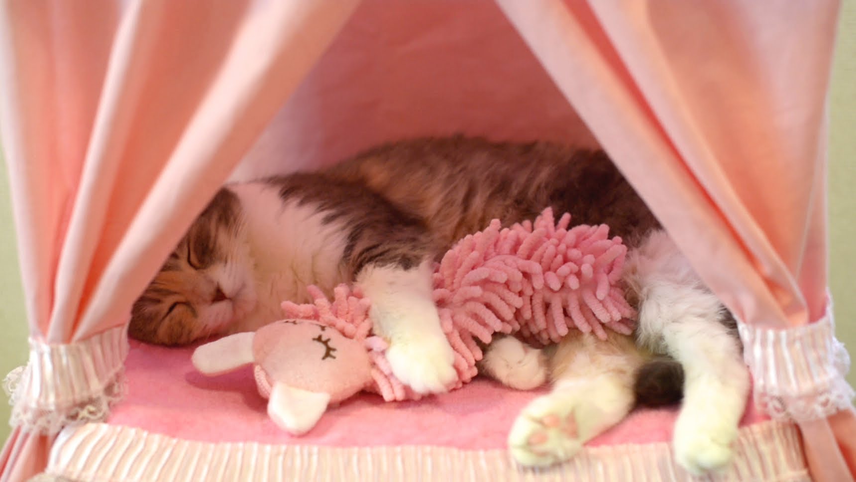 Кошка обнимает куклу во время сна