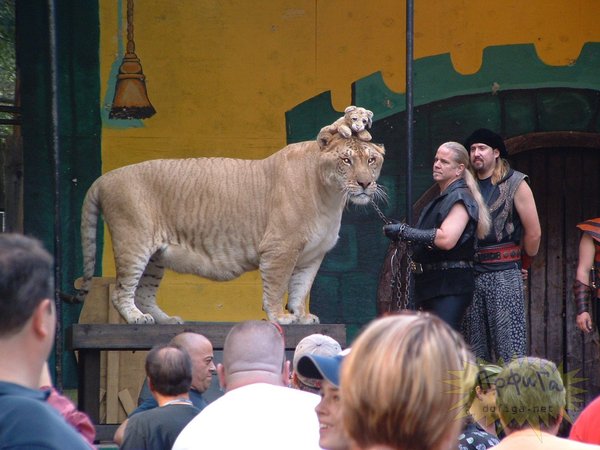 Лигр Геркулес - самая огромная кошка в мире!