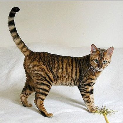 23 кошки, которые имеют самые уникальные окрасы шерсти в мире