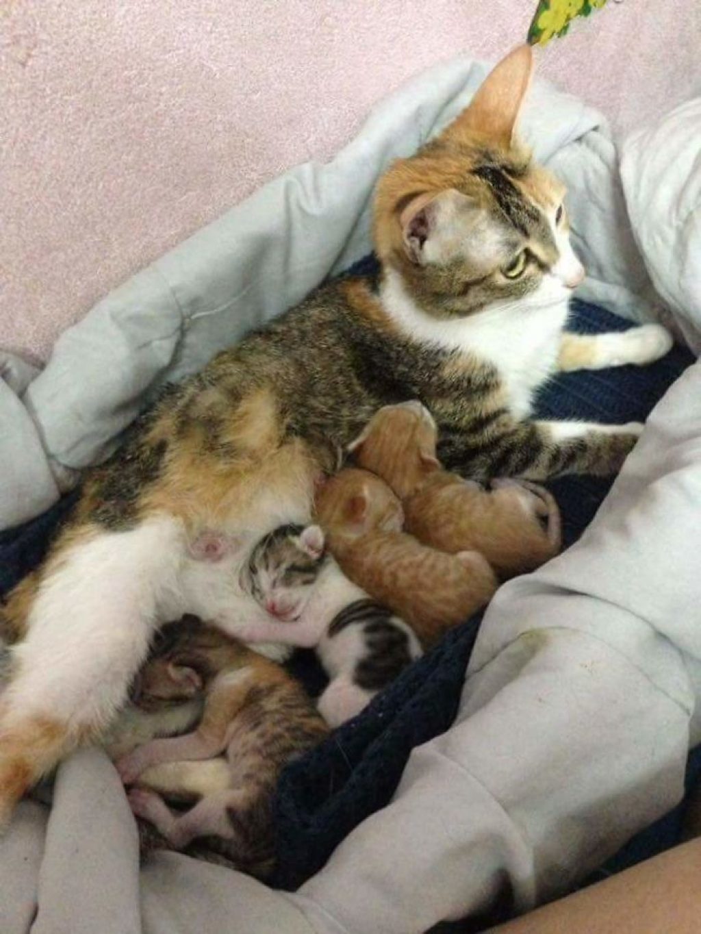 Кот поддерживал кошку во время родов. Кошачья семья покорила тысячи сердец!