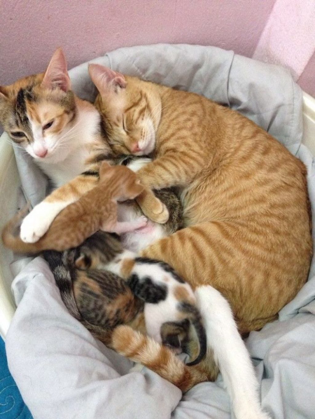 Кот поддерживал кошку во время родов. Кошачья семья покорила тысячи сердец!
