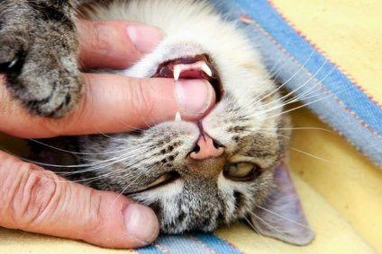 15 признаков того, что кошка признается человеку в любви
