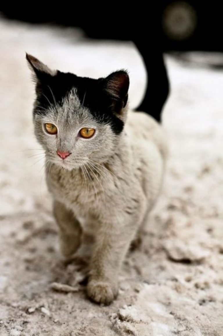 23 кошки, которые имеют самые уникальные окрасы шерсти в мире