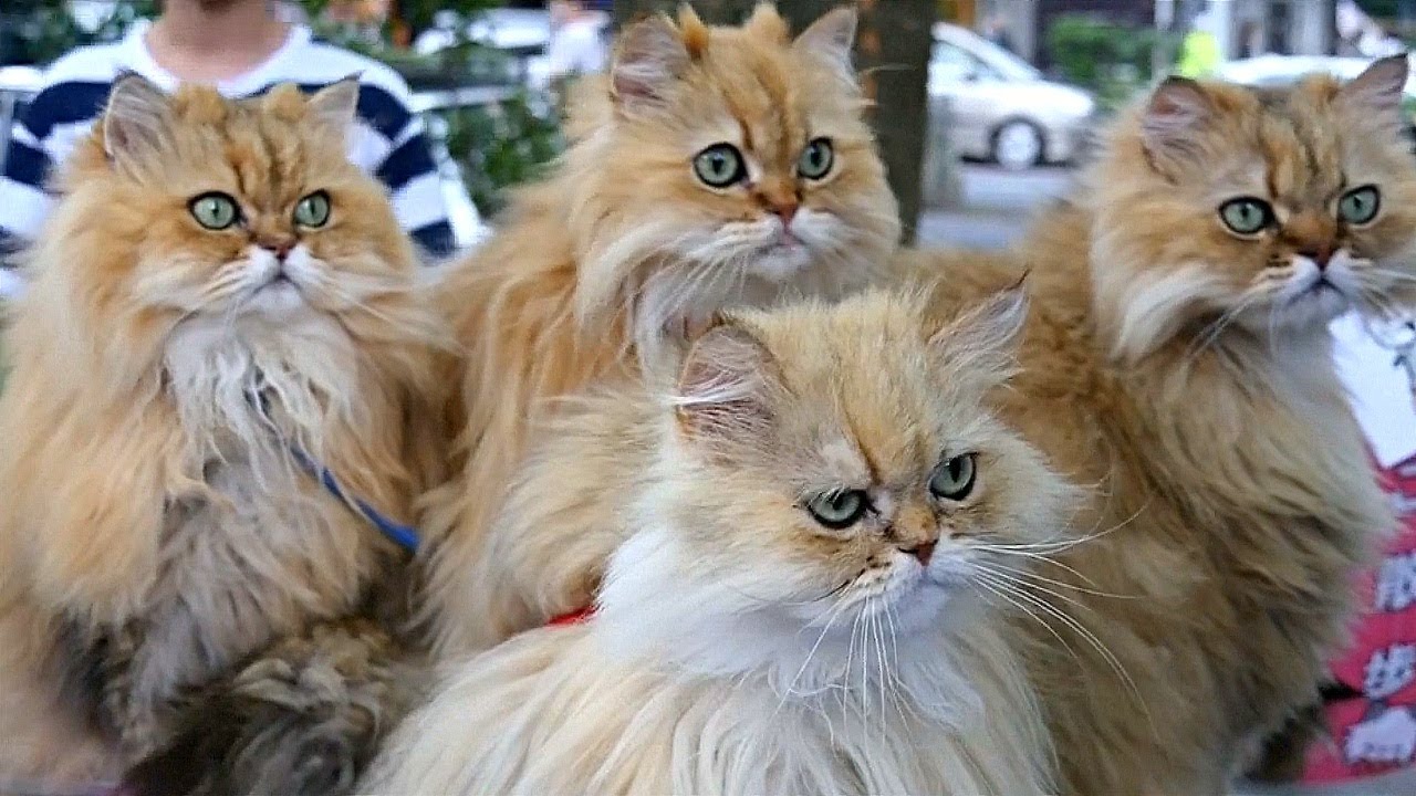 Сколько живут персидские. Персидская кошка Продолжительность жизни. Срок жизни персидских кошек. Средняя Продолжительность жизни персидских кошек. Персидские кошки семейные любимцы.