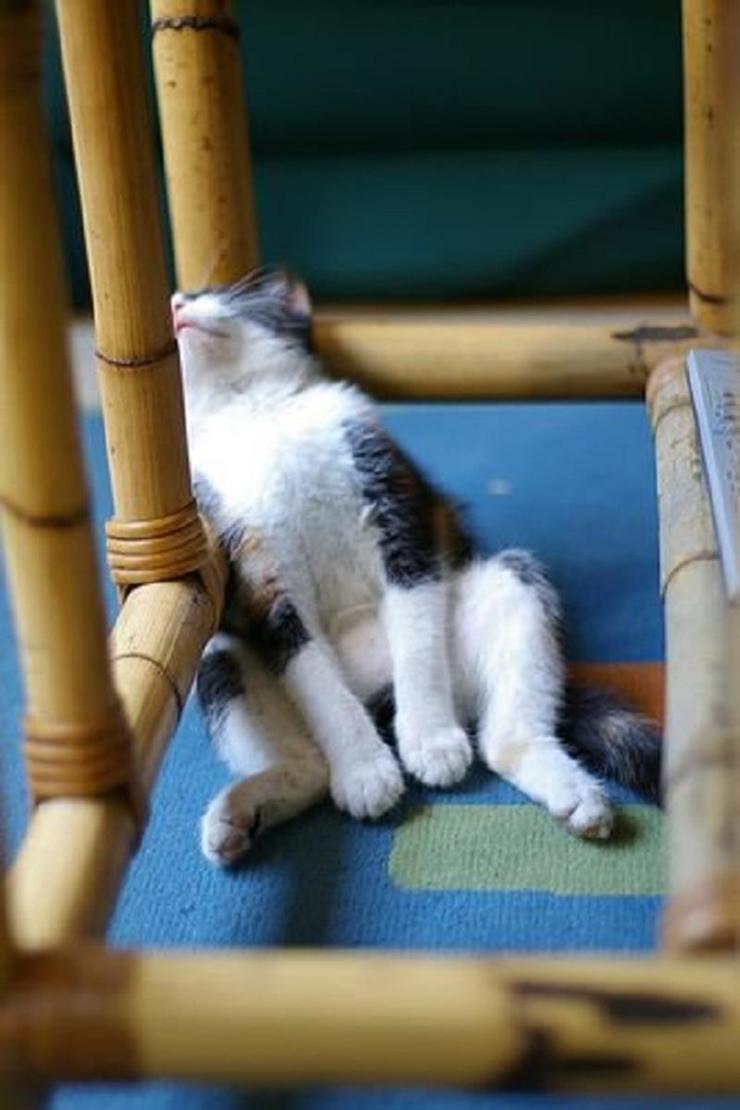 Странные позы спящих кошек. Как лег, так и уснул