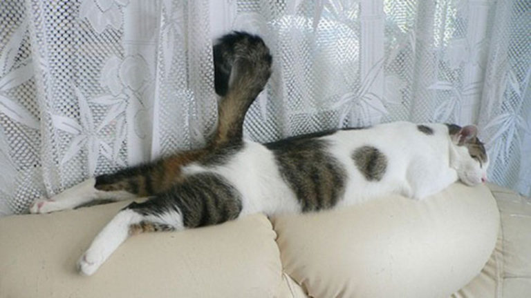 Странные позы спящих кошек. Как лег, так и уснул
