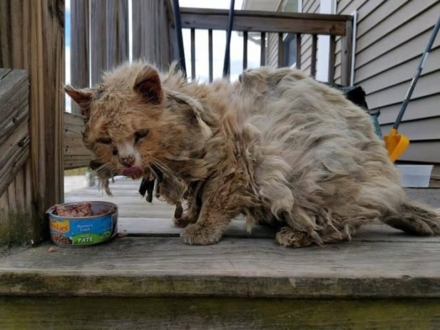Нашли бродячего кота со сбившейся шерстью… Он преобразился за один день!