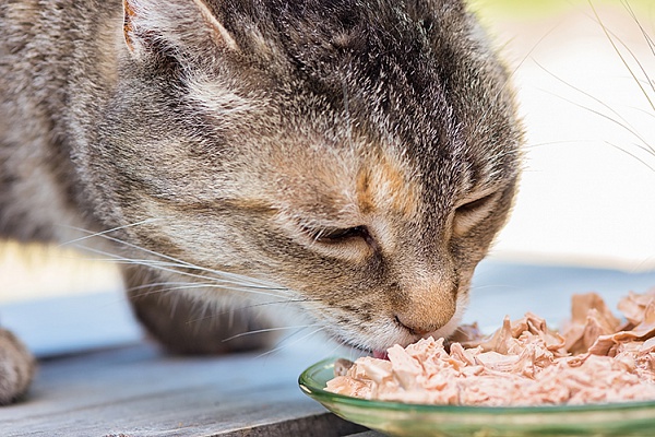 Правила кормления кошек влажным кормом