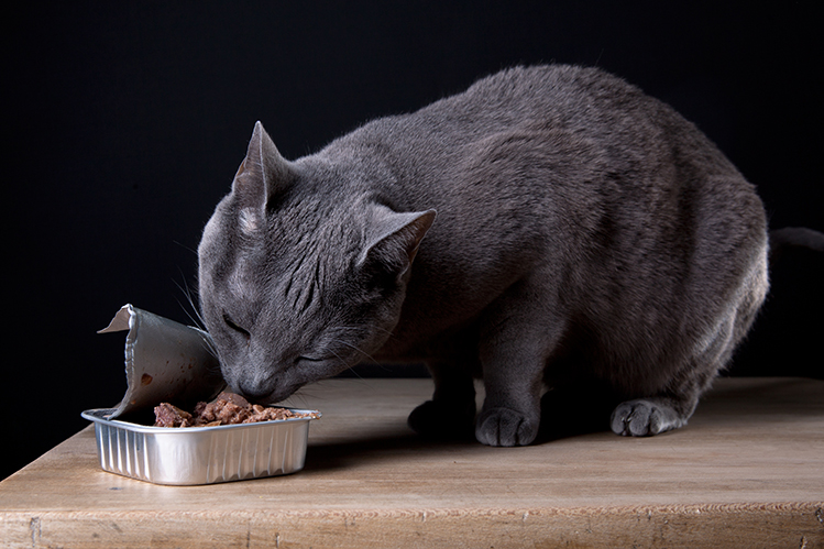 Как правильно кормить кошку влажным кормом