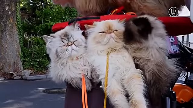 10 персидских кошек помогают пенсионеру популяризовать котов в Японии