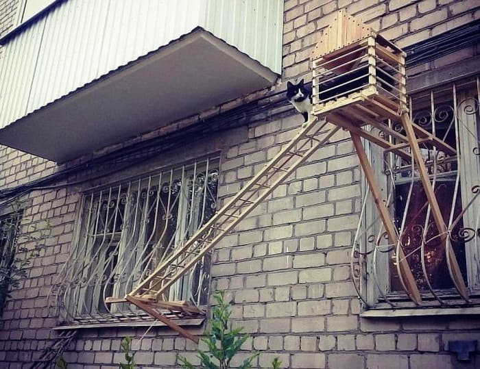 Волгоградец построил кошке отдельный выход из квартиры