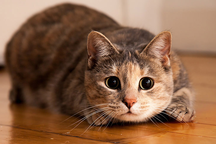 Как кошка показывает о присутствии негатива в доме