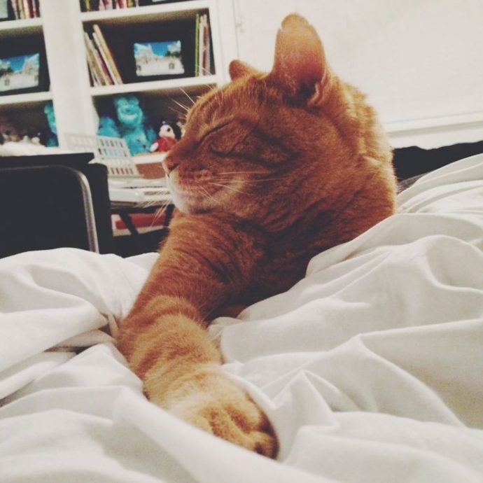 Как отвоевать постель. Советы рыжего кота