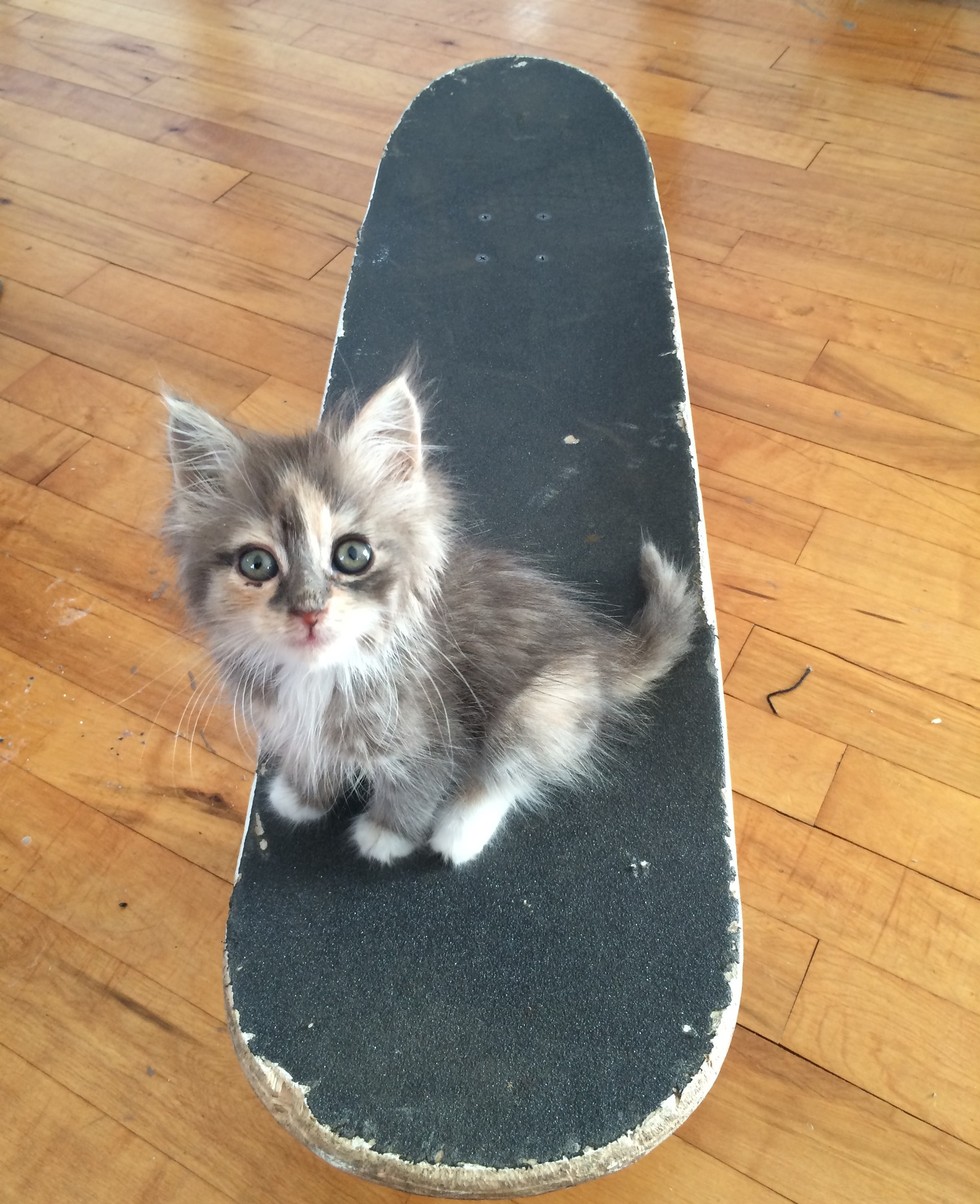 Голодный котёнок подошёл к скейтбордисту на улице, с тех пор они не разлучались