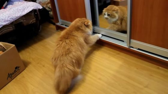 Сердитый кот сражается со своим отражением