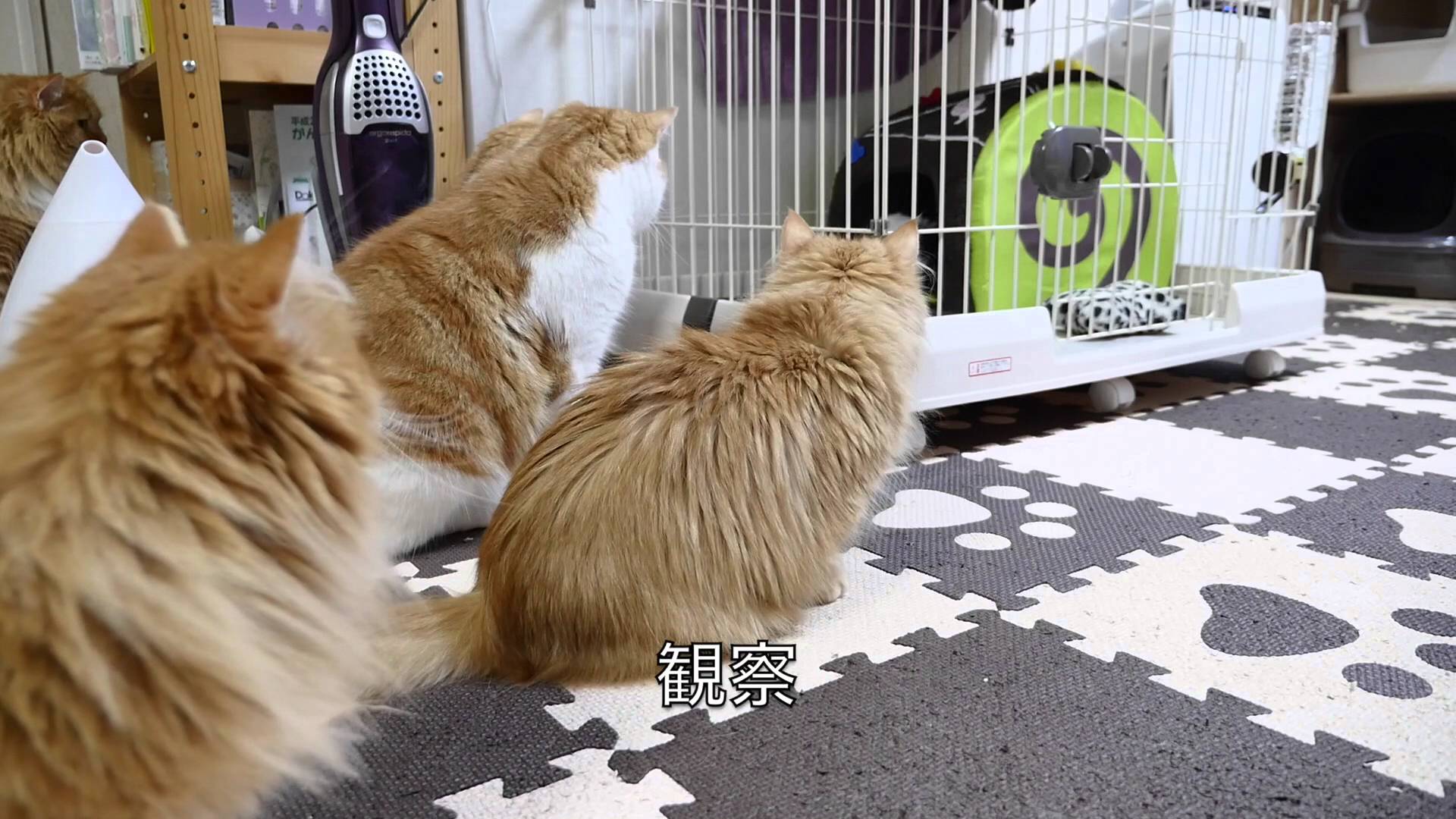 Любопытные кошки знакомятся со щенком