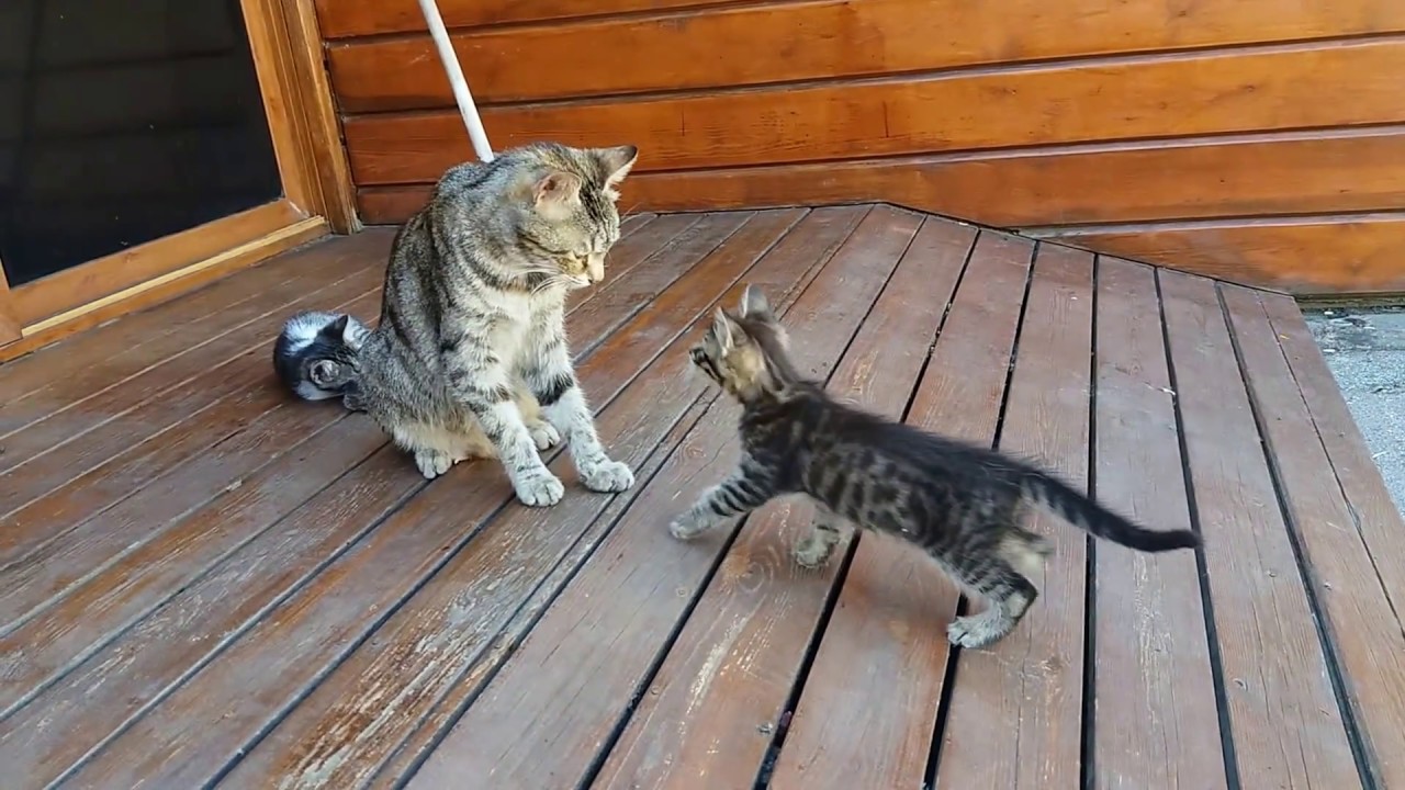 Мама-кошка моет своего котенка силой