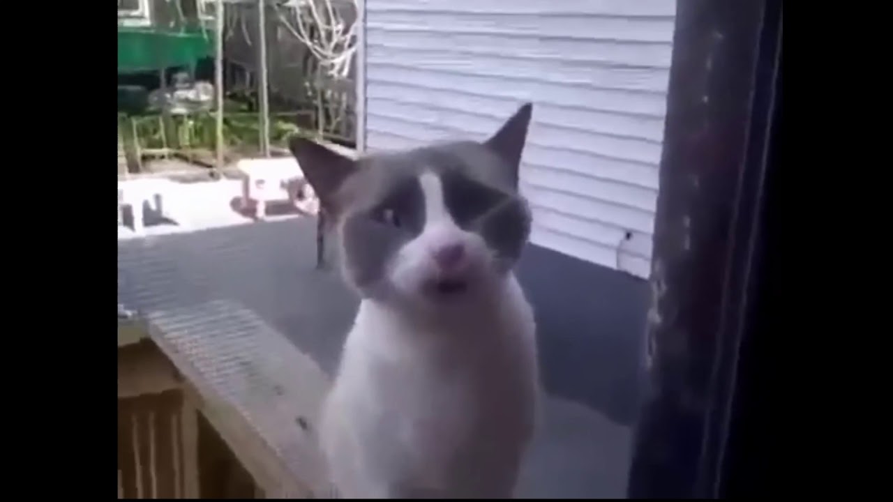 Кот ругает свою хозяйку за то, что она его не пускает домой