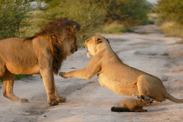К раненому лисёнку подошли львы. Но львица сотворила невероятное — вопреки законам дикой природы!