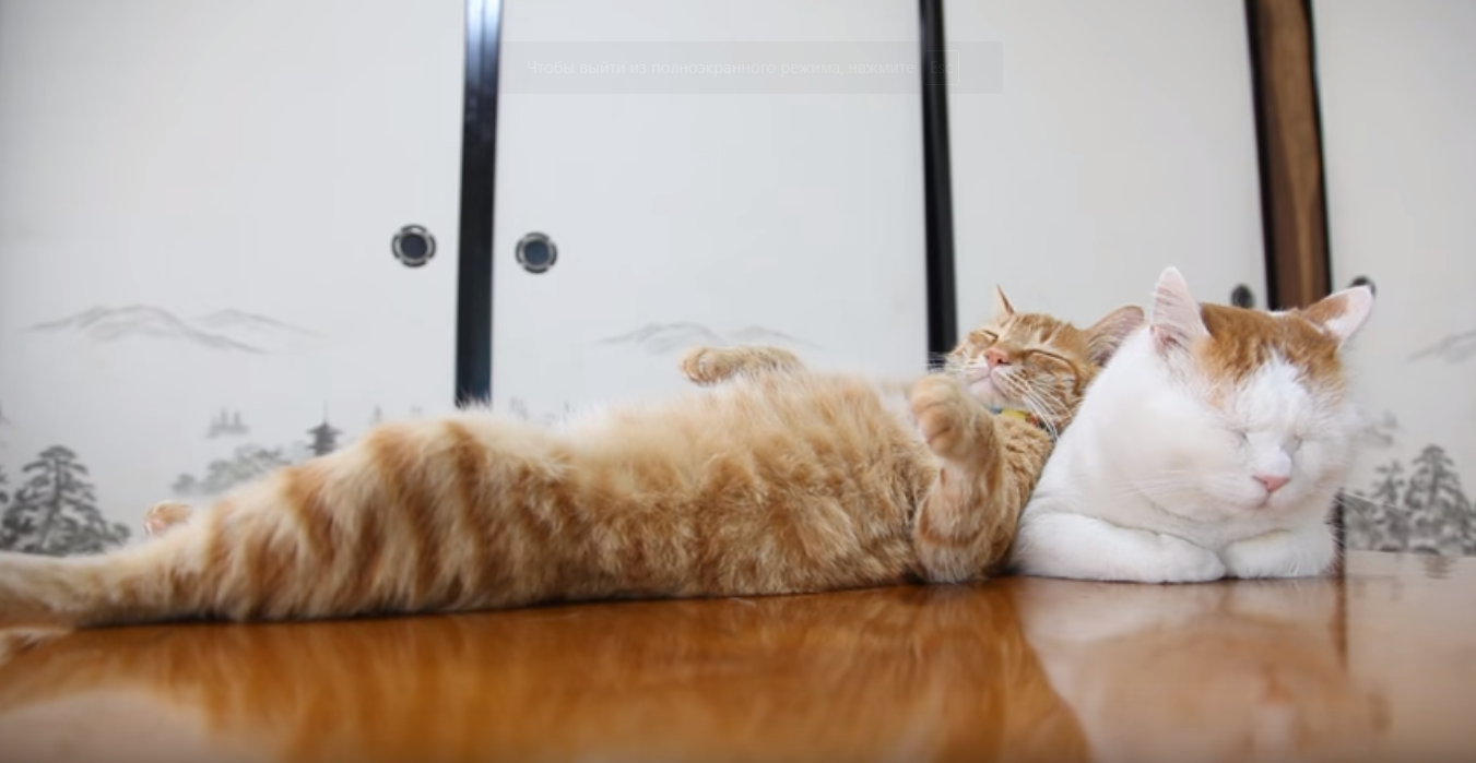 Кот в качестве подушки