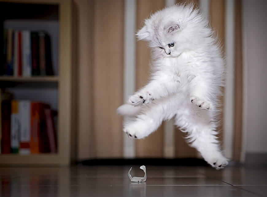 15 летящих кошек - лучшие фотомоменты