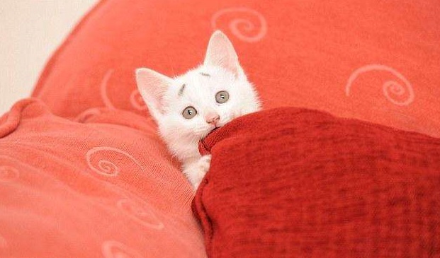 Новый рекорд мимишности: очаровательный котенок