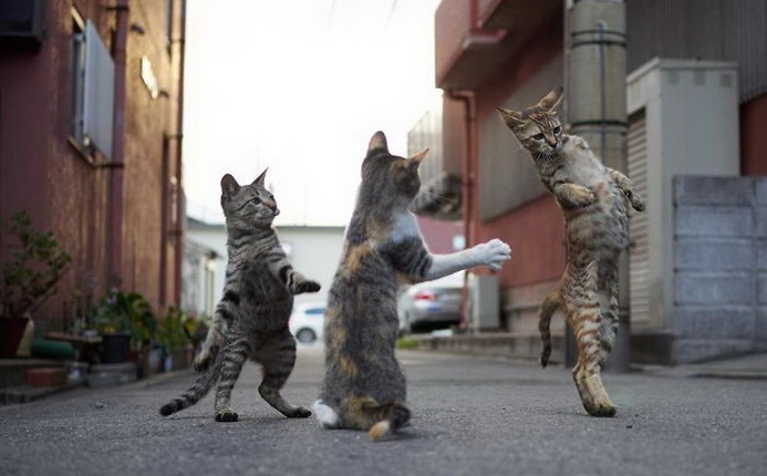 Ниндзя-кошки в фотографиях Hisakata Hiroyuki