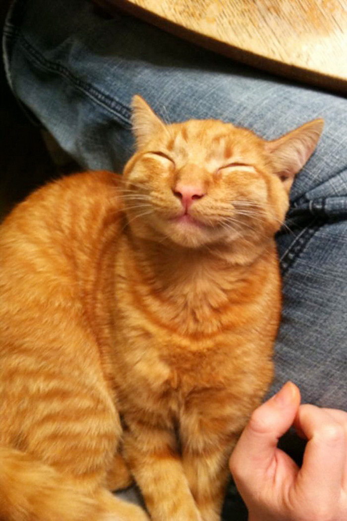 15 улыбающихся кошек, которые подарят вам прекрасное настроение