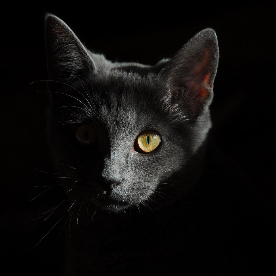 Почему в темноте у кошек светятся глаза