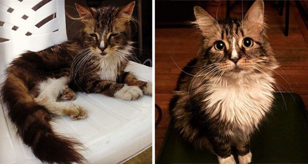 Твори добро: 25 кошек, до и после того, как их подобрали с улицы