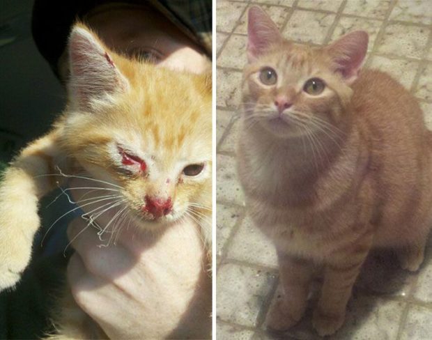 Твори добро: 25 кошек, до и после того, как их подобрали с улицы
