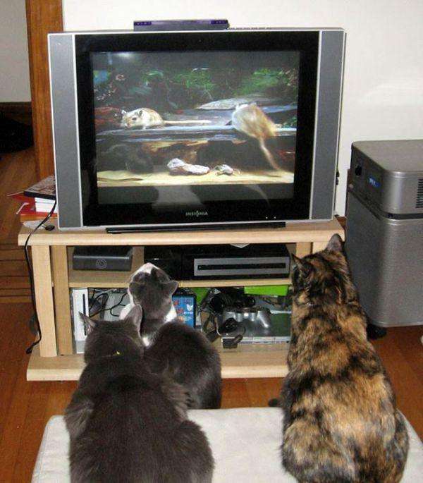 25 ответов на вопрос: «Почему котики любят смотреть телевизор»