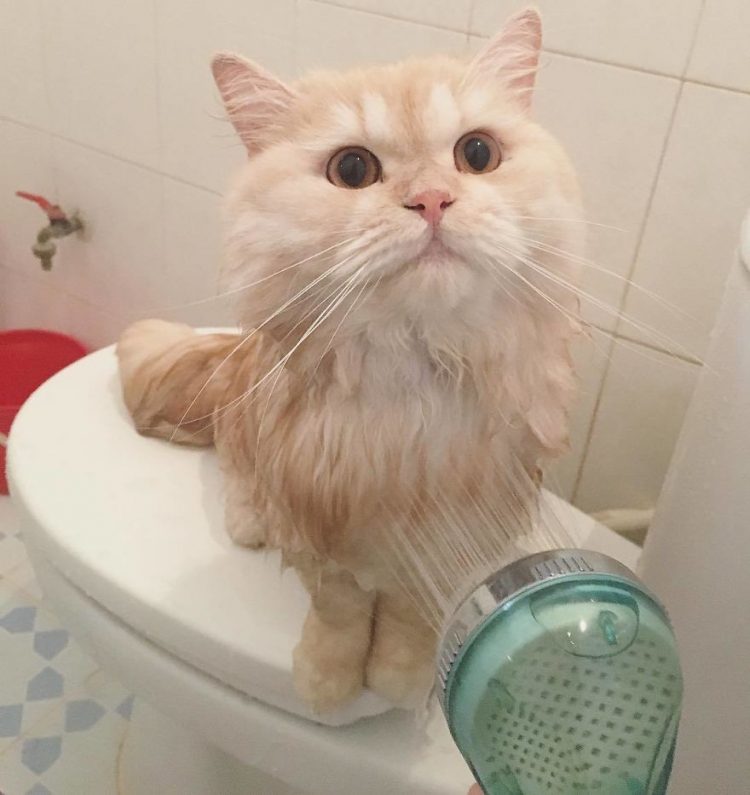 Познакомьтесь с Мипу: кот, который обожает принимать ванны