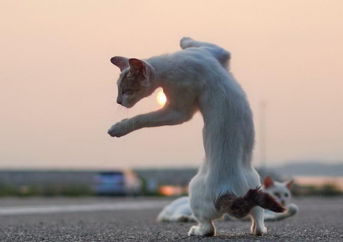 Ниндзя-кошки в фотографиях Hisakata Hiroyuki