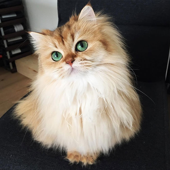Познакомьтесь со Смузи, самым фотогеничным котиком в мире!