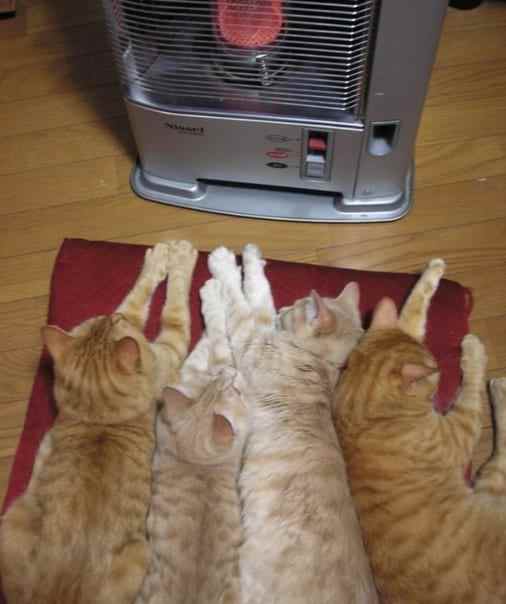12 милейших котеек, которые ну очень хотели тепла