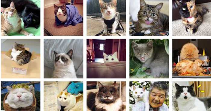 Самые известные коты интернета