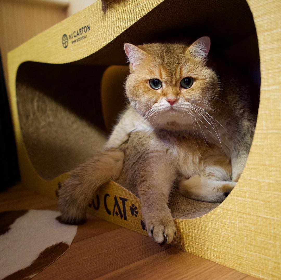 5 принципов комфортной жизни кошки в квартире